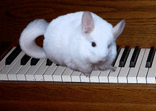 chinchilla piano